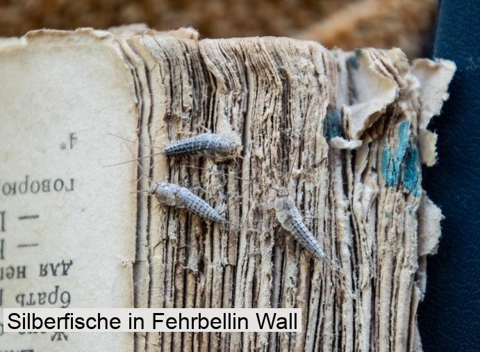 Silberfische in Fehrbellin Wall